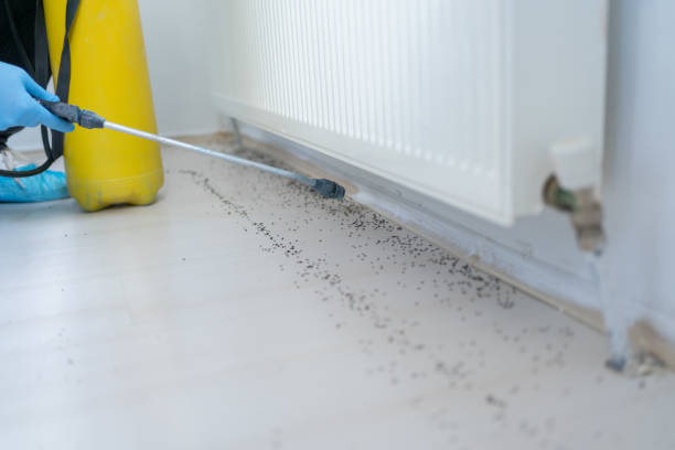 Best Ant Control Services  in Riverton, NJ